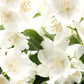 Close-up of MockOrange's pure white flowers against fresh green leaves.