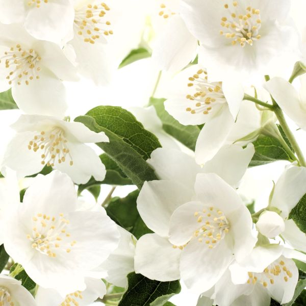 Close-up of MockOrange's pure white flowers against fresh green leaves.