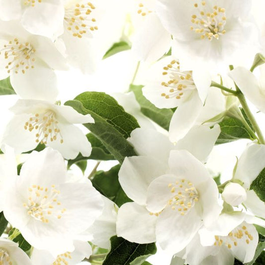 Close-up of MockOrange's pure white flowers against fresh green leaves.