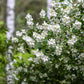 MockOrange Shrubs lining a walkway, adding beauty and fragrance to the garden