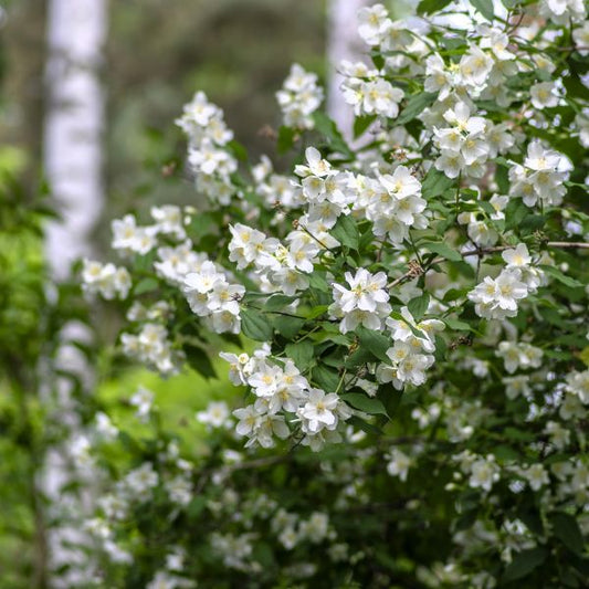 MockOrange Shrubs lining a walkway, adding beauty and fragrance to the garden