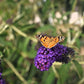monarch bluie knight buddleia with butterfly