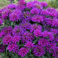 Close-up of Monarda 'Grape Gumball' with rich purple flowers and dark foliage