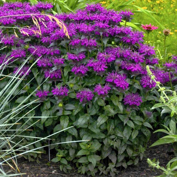 Grape Gumball Monarda – Vibrant Purple Bee Balm Perennial