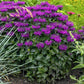 Monarda 'Grape Gumball' adding vibrant color and attracting hummingbirds in a garden