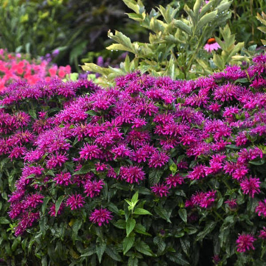 Monarda 'Grape Gumball' with deep purple flowers attracting pollinators in a garden