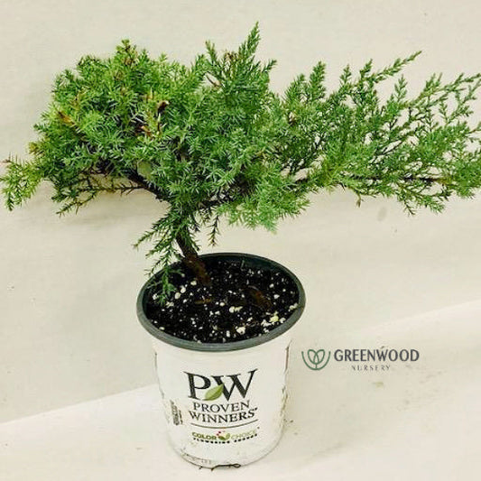 Montana Moss® Juniper with soft blue-green foliage great for bonsai 