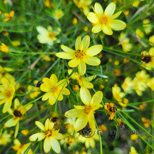 "Pale yellow flowers of Moonbeam Coreopsis"