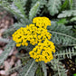 "Achillea 'Moonshine' Yarrow showcasing vibrant canary yellow flower clusters with soft silver foliage"