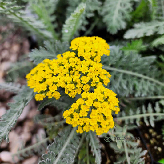 "Achillea 'Moonshine' Yarrow showcasing vibrant canary yellow flower clusters with soft silver foliage"