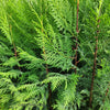 Close-up of Murray Cypress Tree's foliage and strong branches in pots ready to ship