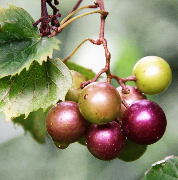 Close-up of Muscadine Black Beauty's large, sweet grapes