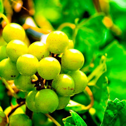 Close-up of green grapes on a vine with a blurred green background