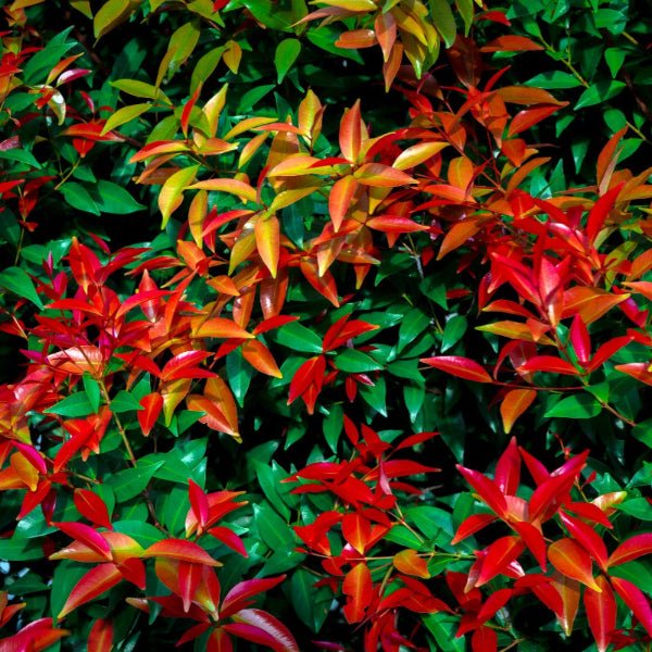Close-up of Firepower Dwarf Nandina's lime green leaves turning red