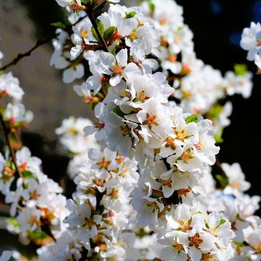 Nanking Cherry Shrubs in bloom with delicate white flowers, adding spring beauty.