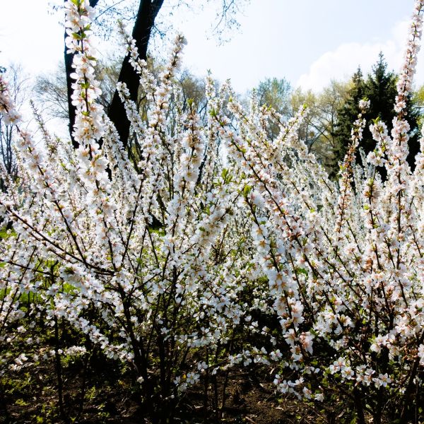 Nanking Cherry Shrubs forming a natural hedge, providing privacy and seasonal charm."