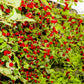 Close-up of grape-sized Nanking Cherry fruits, perfect for culinary and wildlife use