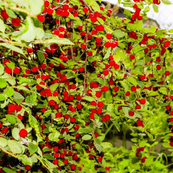 Close-up of grape-sized Nanking Cherry fruits, perfect for culinary and wildlife use