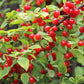 "Grape-sized cherry fruits on Nanking Cherry Shrub"