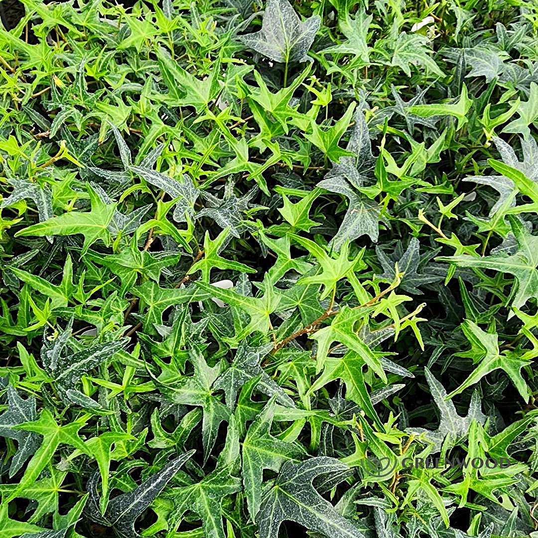 Close-up of green ivy leaves with a blurred background