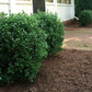 Green shrub in front of a white building with a brick pathway. newgen-freedom-boxwood-hedge