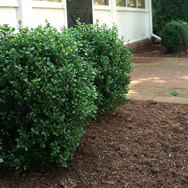 Green shrub in front of a white building with a brick pathway. newgen-freedom-boxwood-hedge