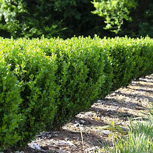 Row of green shrubs in a garden setting newgen-freedom-boxwood-hedge