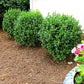 Two trimmed green bushes in a garden bed with mulch and a white wall in the background. newgen-freedom-boxwood-hedge