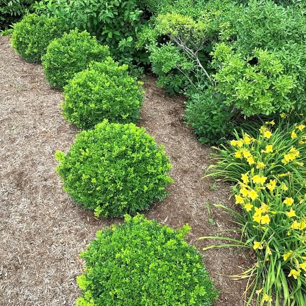 Buxus sempervirens with yellow flowers in a garden setting newgen-independence-boxwood