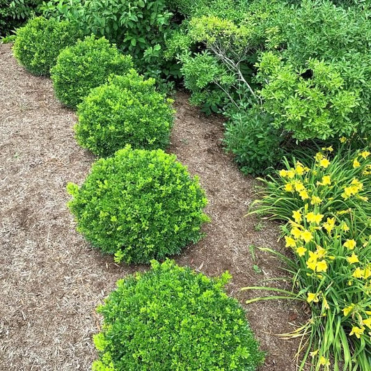 Buxus sempervirens with yellow flowers in a garden setting newgen-independence-boxwood