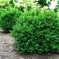 Green shrub in a garden setting with blurred background newgen-independence-boxwood
