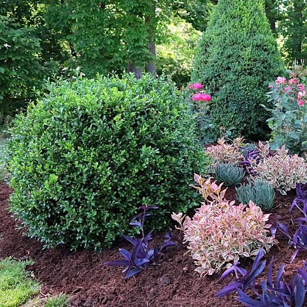 Garden scene with various plants and shrubs including a large green bush. newgen-independence-boxwood