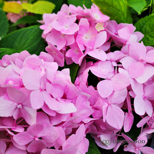 Close-up of Penny Mac Hydrangea's blooms in vibrant colors