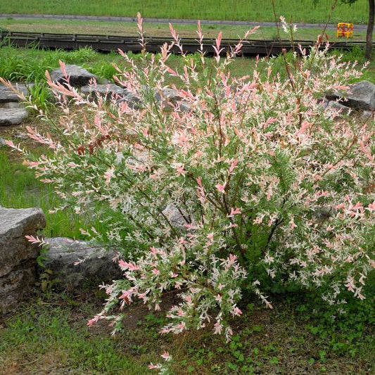 Nishiki Dappled Willow shrubs used as a privacy hedge, adding vibrant color to the landscape