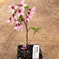 "Okame Cherry Blossom Tree with pink blossoms in container for shipping"