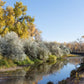 Russian Olive Shrubs