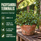 Pachysandra terminalis growing guide highlighting zones 4 to 8, partial to dense shade, spreading height, and rabbit resistance