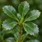 Close-up of glossy serrated evergreen foliage of Japanese spurge Pachysandra terminalis