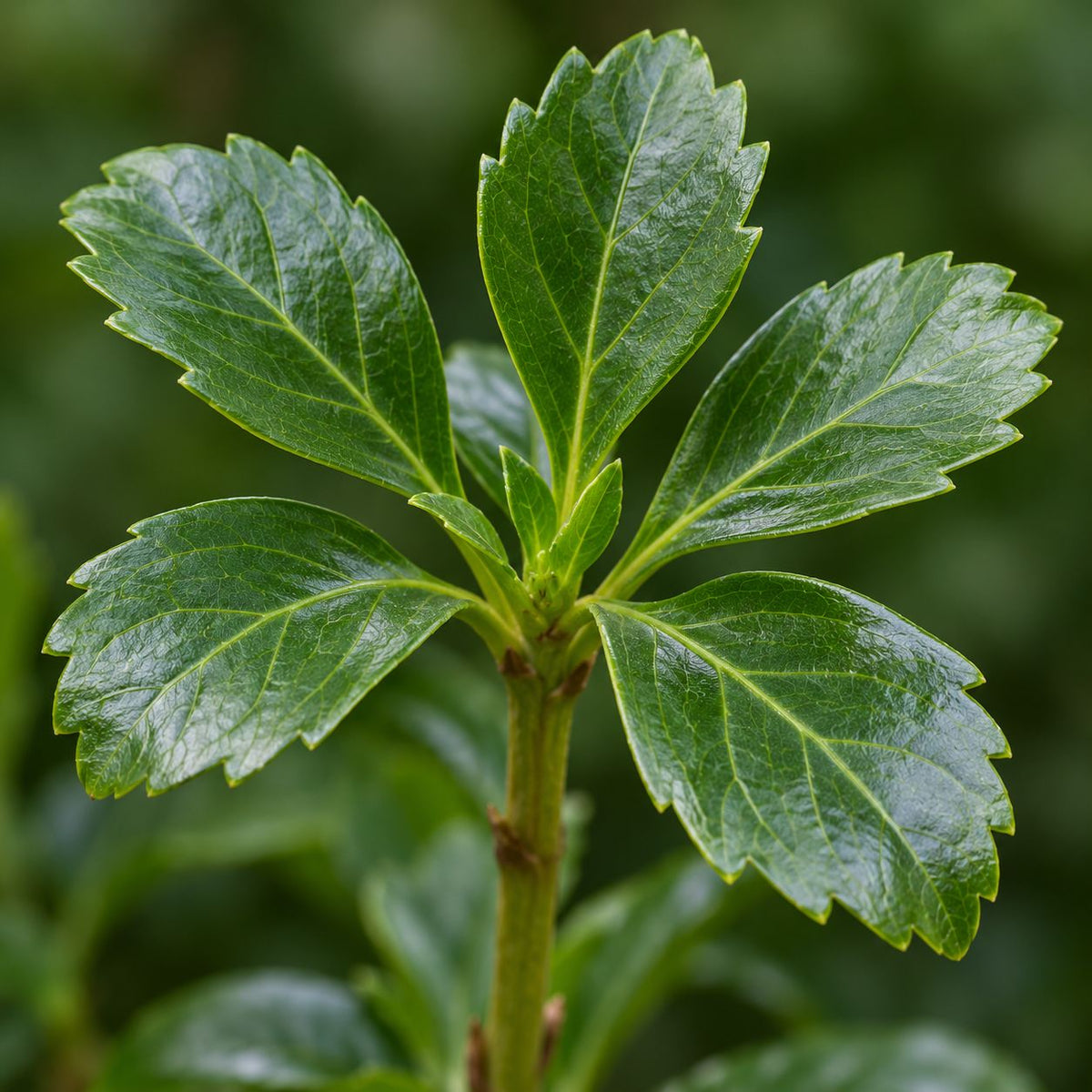 Close-up of glossy serrated evergreen foliage of Japanese spurge Pachysandra terminalis