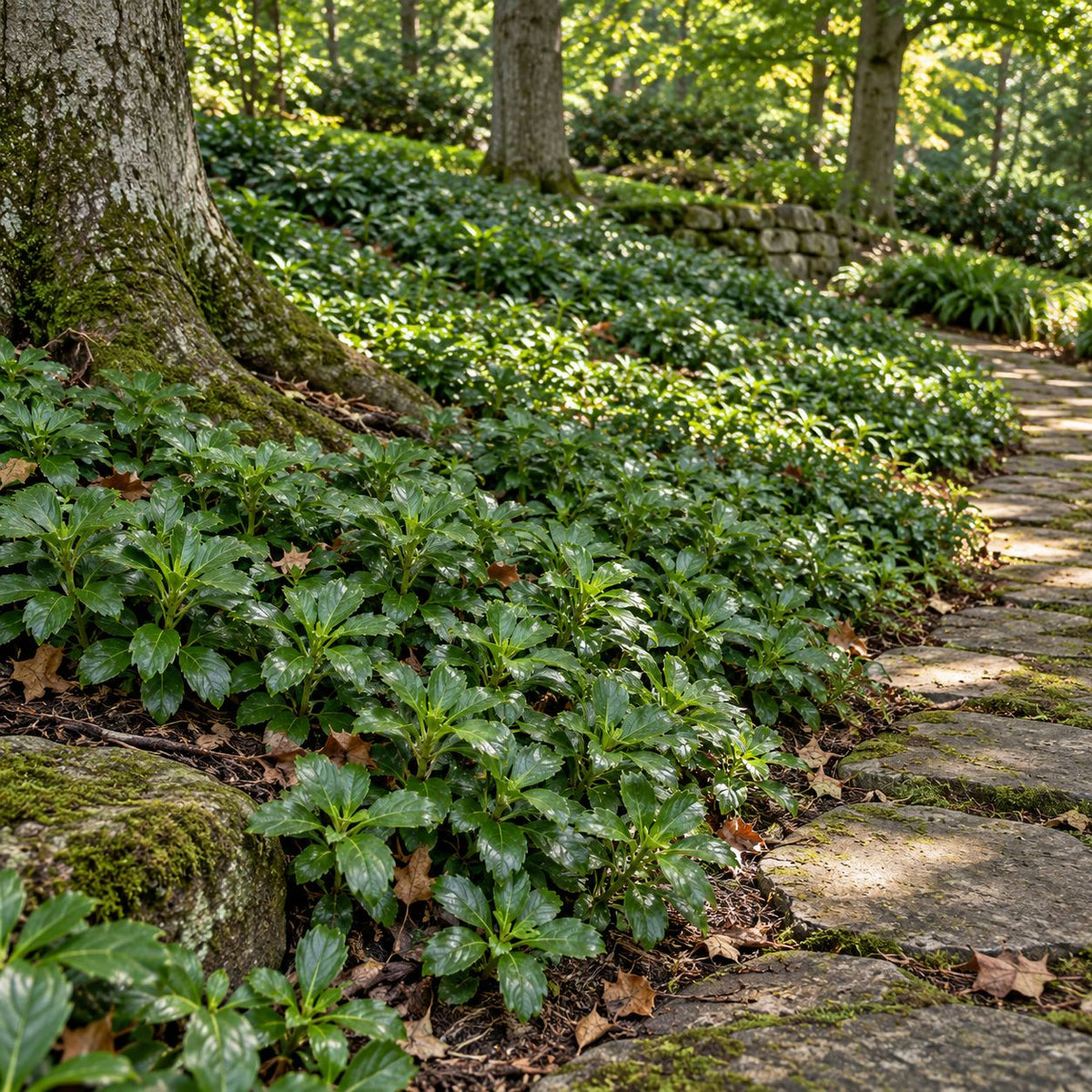 ense mat of Pachysandra terminalis groundcover thriving on shaded slope under mature trees along stone walkway