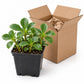 Pint pot of healthy Pachysandra terminalis groundcover plant next to open nursery shipping box