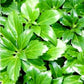 Close-up of Pachysandra Terminalis's lush and glossy evergreen foliage