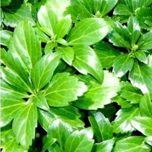 Close-up of Pachysandra Terminalis's lush and glossy evergreen foliage