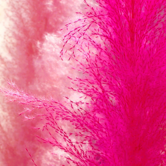 pampass grass pink and white