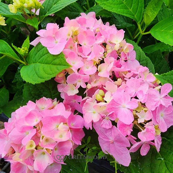 Hydrangea Penny Mac - Bloom Beautifully from Online Nursery – Greenwood ...