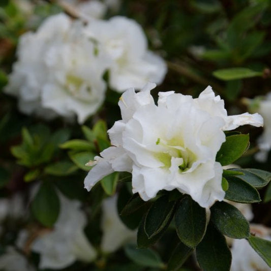 Close-up of Perfecto Mundo® Double White Azalea showcasing its beautiful double white flowers."