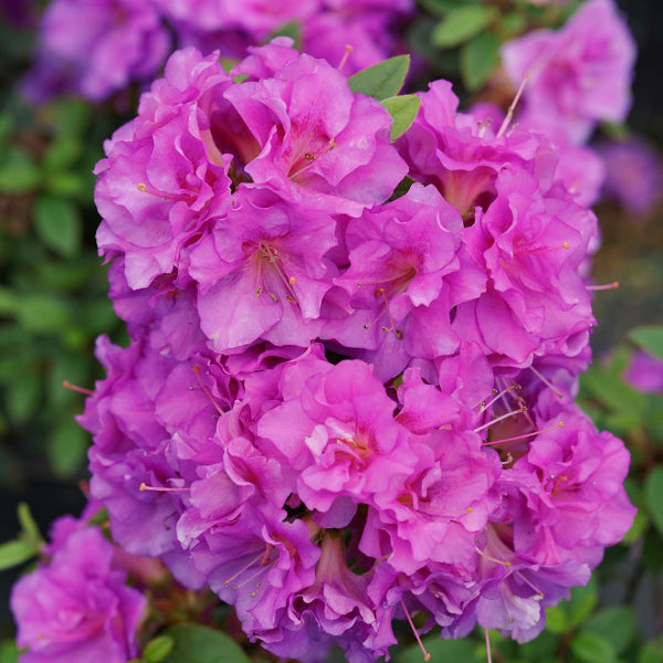 perfecto mundo double purple in bloom