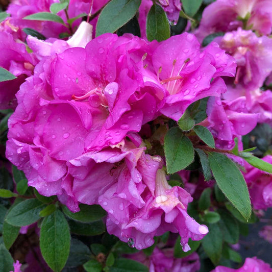 close up perfecto mundo double purple in bloom
