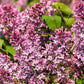 Persian Lilac Shrubs with Fragrant Violet Bloom