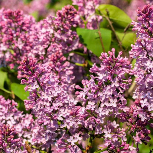 Persian Lilac Shrubs with Fragrant Violet Bloom